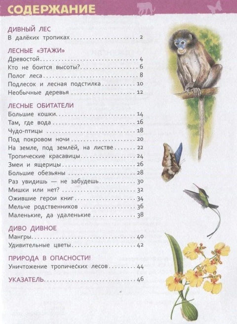 Џунгла