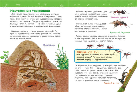 У шуми