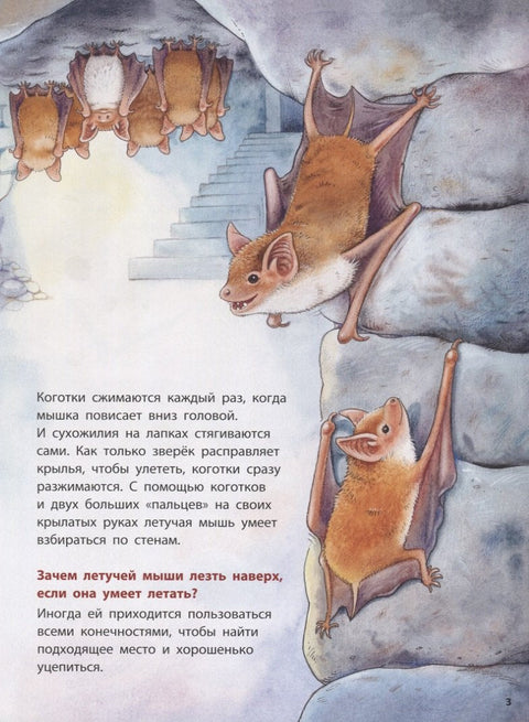 Где лети слепи миш? Поучне приче
