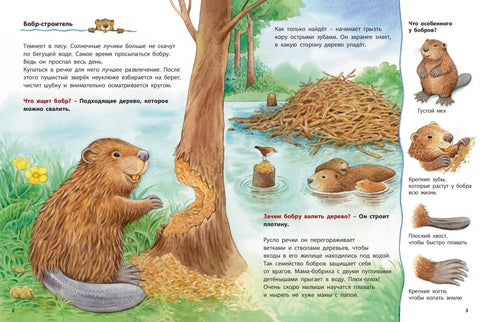 Даброви и други речни становници. Поучне приче