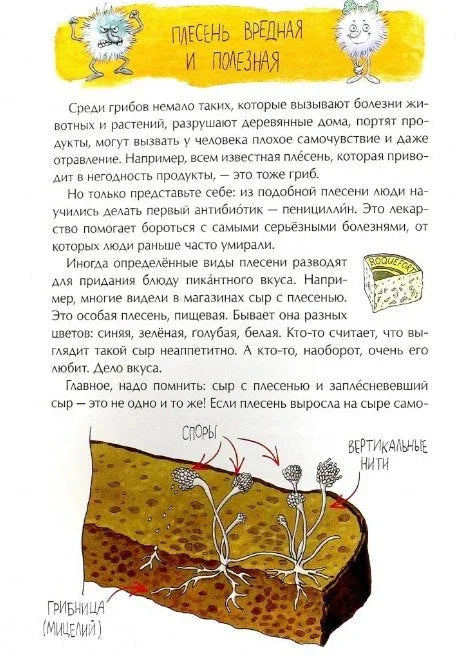 Грибное царство