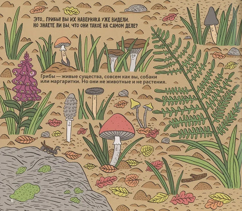 Грибы