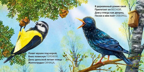 Такие разные птицы. Загадки-рифмы