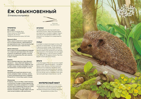 Шумске животиње у природној величини