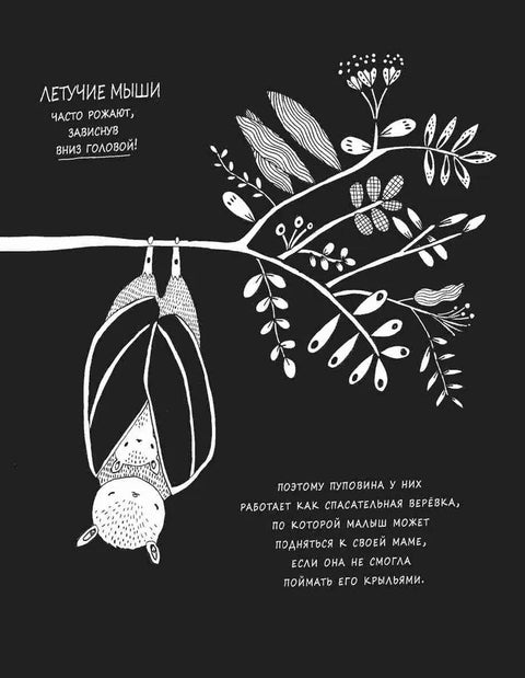 Забавные факты о детёнышах животных в картинках