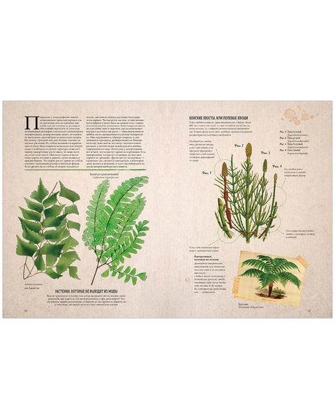 Ботаника в картинках