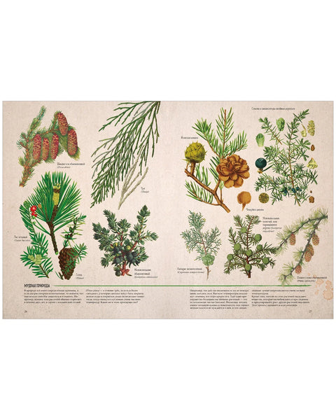 Ботаника в картинках