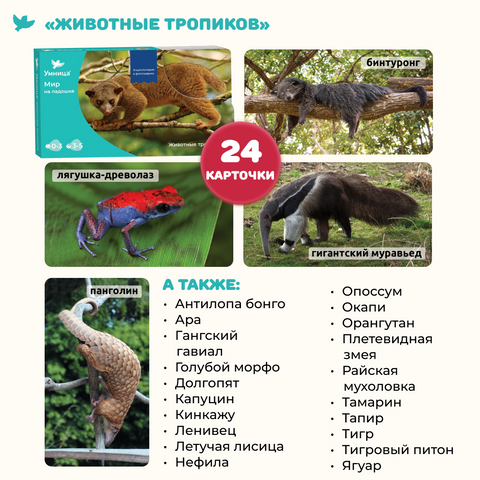 Мир на ладошке. Тигр