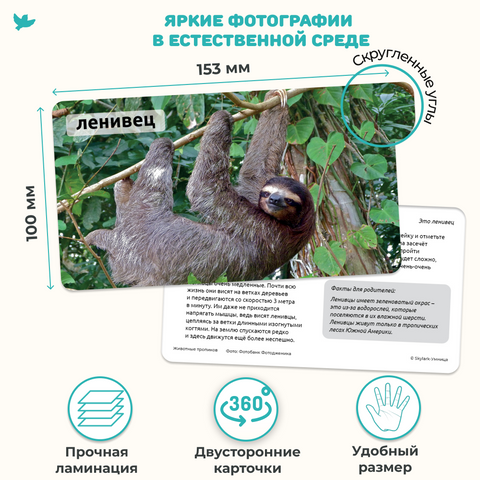 Мир на ладошке. Тигр