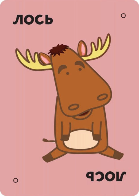 Тако, кот, коза, сыр, пицца Обратная сторона