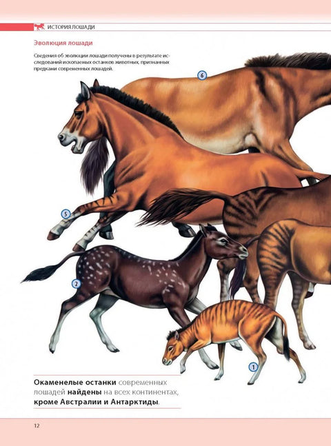 Лошади. Самая полная иллюстрированная энциклопедия