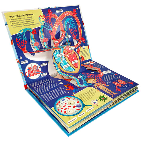 Анатомия: книжка-панорамка