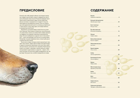 Шумске животиње у природној величини