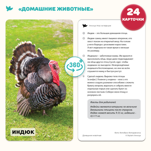 Мир на ладошке 2в1: «Домашние животные» и «Музыкальные инструменты»