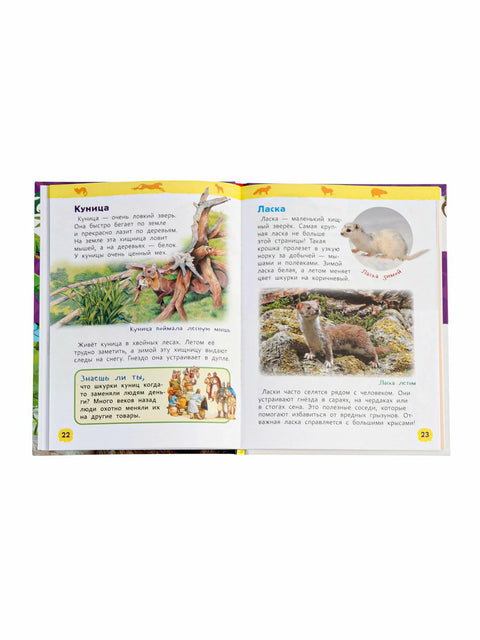 Дикие животные