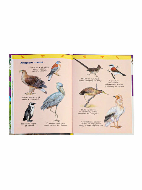 Дикие животные