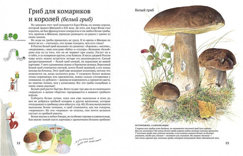 Софи в мире грибов