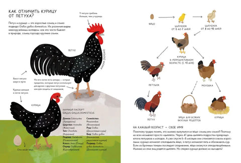 Наука о пилићима. Енциклопедија летњиковца